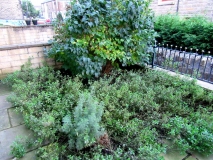 Front Garden 200918