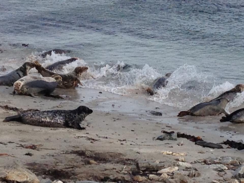 Seals on Shetland