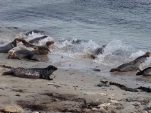 Seals on Shetland