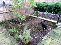 FRONT GARDEN 051118