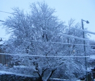 Snow20130121C