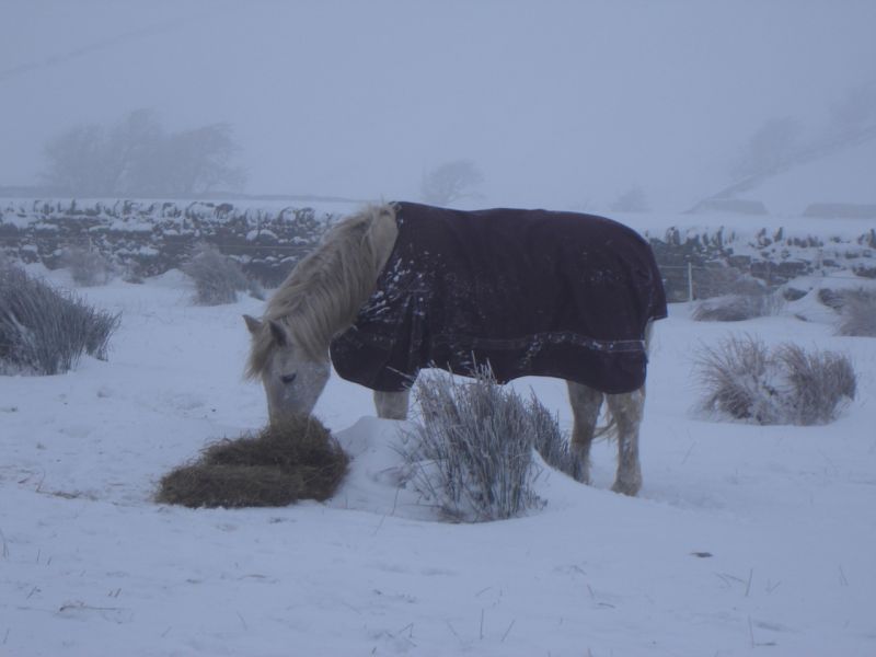 Dennis in snow 1