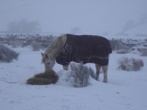 Dennis in snow 1