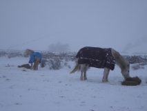 Ponies in snow