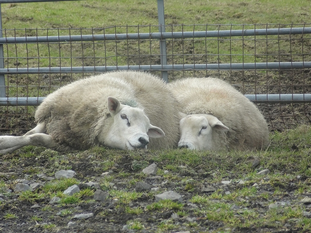 SHEEP
