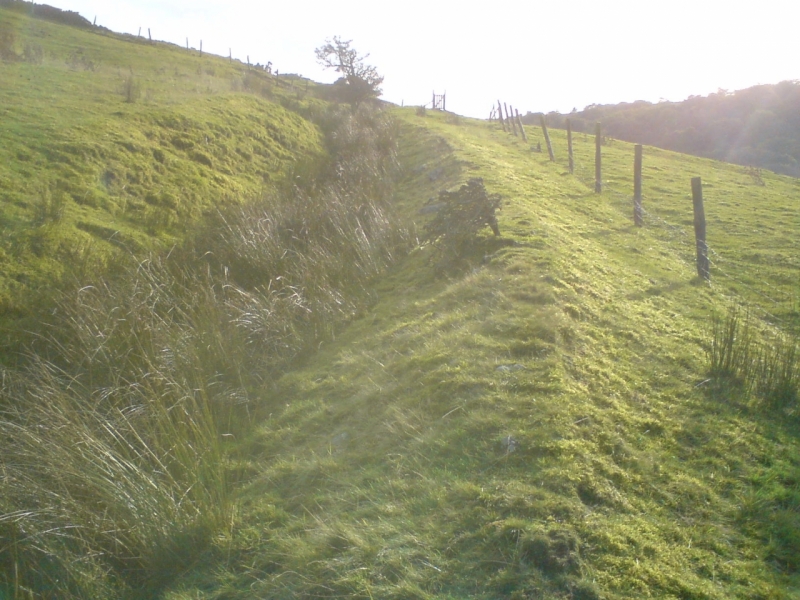 Old field 2