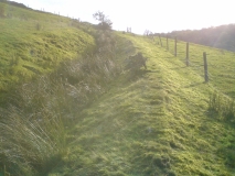 Old field 2