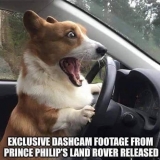 Corgi