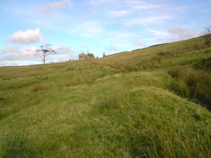 Old Field 3