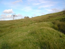 Old Field 3