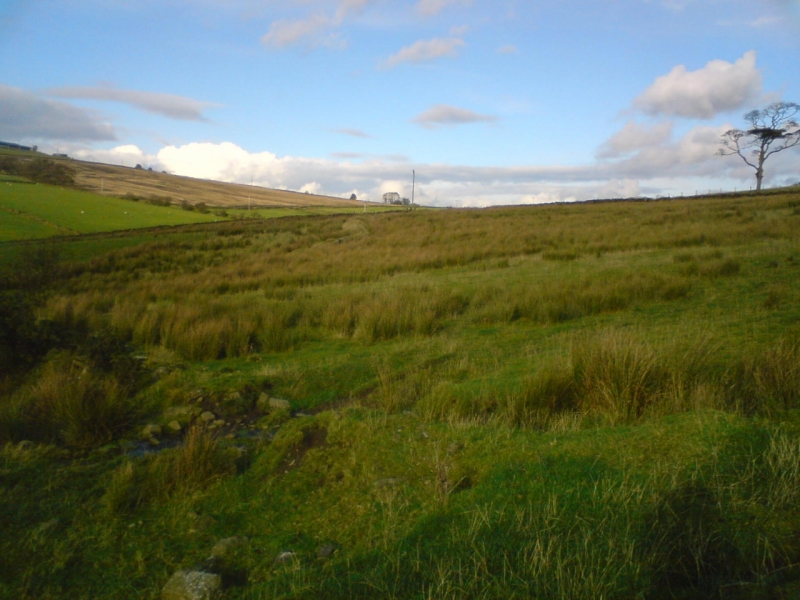 Old field 4