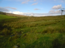 Old field 4