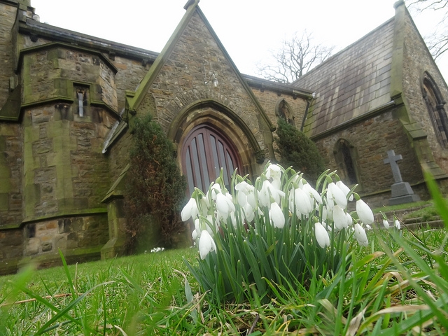 Snowdrops in Kelbrook Church