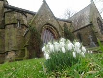 Snowdrops in Kelbrook Church