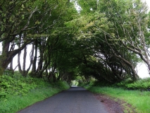 Windblown trees at Camelford, Cornwall