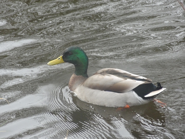 Mallard on the Canal