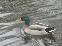 Mallard on the Canal