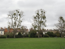 Trees with mistletoe, Vivary Park, Taunton