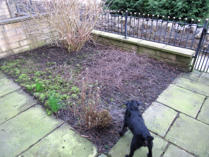 FRONT GARDEN 250219