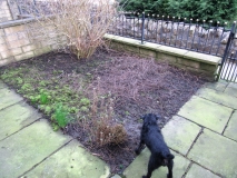FRONT GARDEN 250219