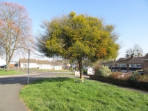 Mistletoe in an old hawthorn tree