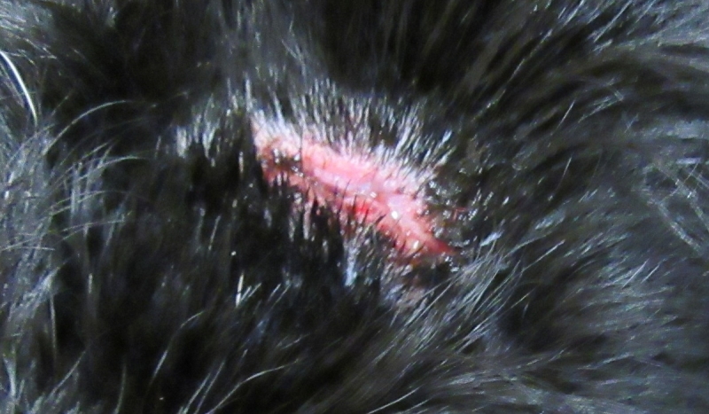 Jack wound 100319