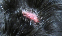 Jack wound 100319