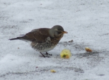 fieldfare