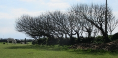 Wind pruned tree, Cornwall