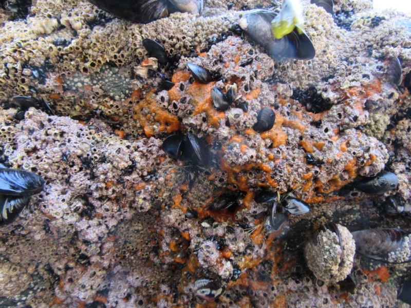 Marine life, Trebarwith, Cornwall