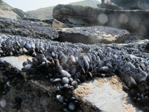 The march of the mussels, Trebarwith, Cornwall