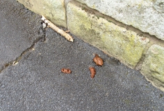 Litter 01