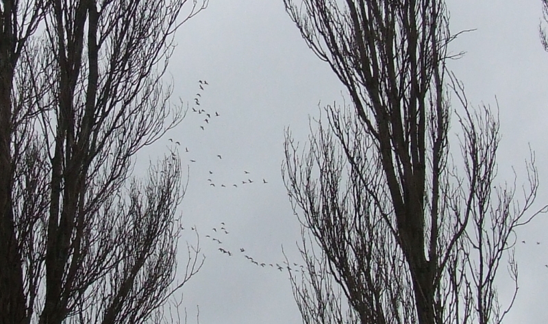 geese2
