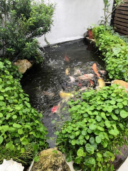 pond