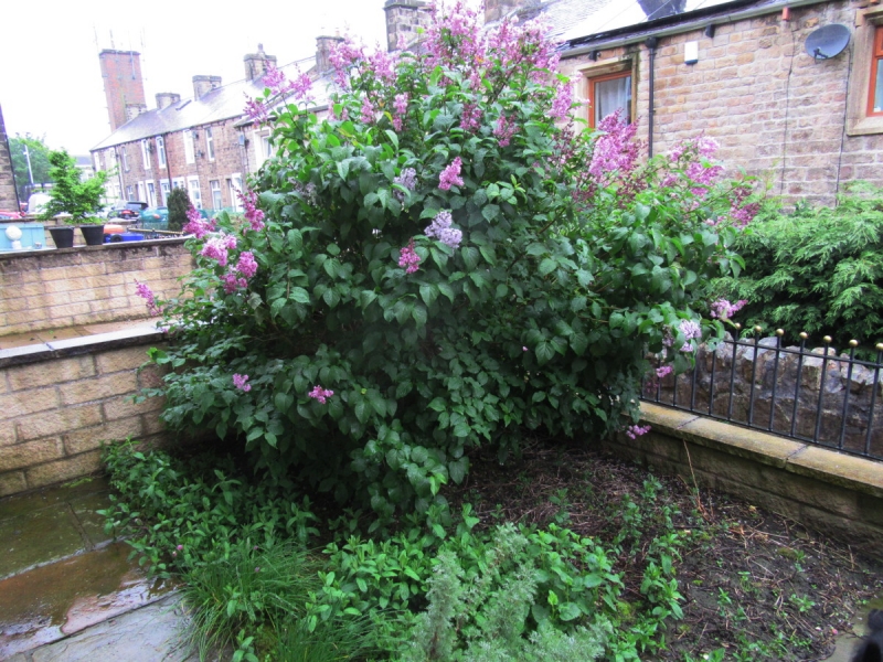 FRONT GARDEN 290519