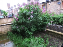 FRONT GARDEN 290519