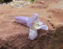 Tizers mystery object 30/05/19