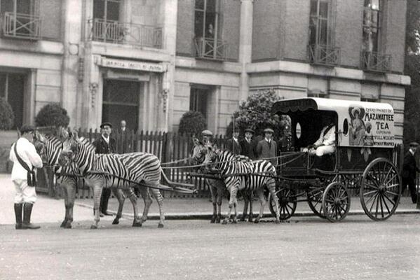Mazawattee_Tea_Zebras