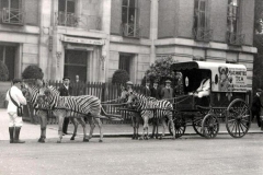 Mazawattee_Tea_Zebras