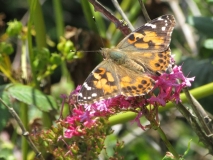 Painted lady butterfly at Watchet, Somerset, 23/06/19