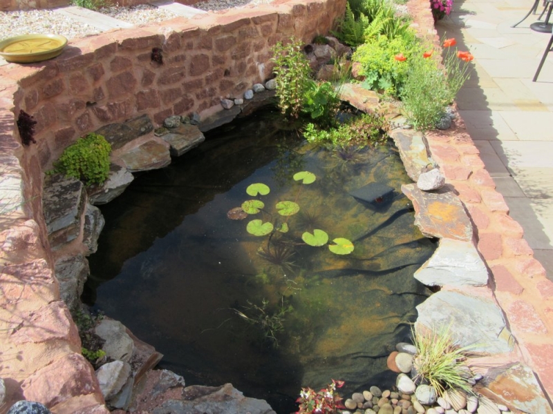 Tizer's pond, 02/07/19
