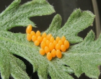 Ladybird eggs on yarrow leaf