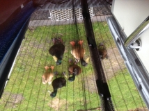Maz ducks