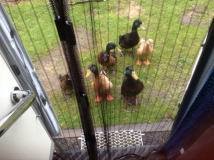 Maz ducks