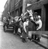 Vaux, Sunderland, dray horse