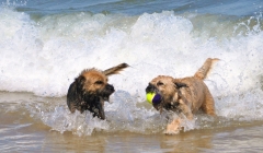 Charlie and lucy on Holiday.