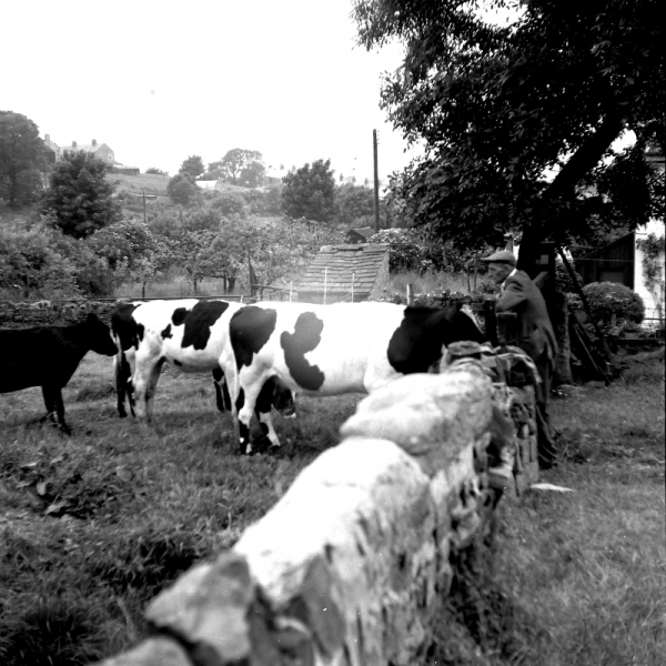 Ted Waite and cattle68