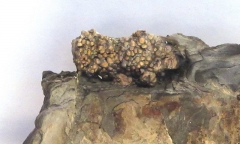 Tizer's mystery object 07/10/19