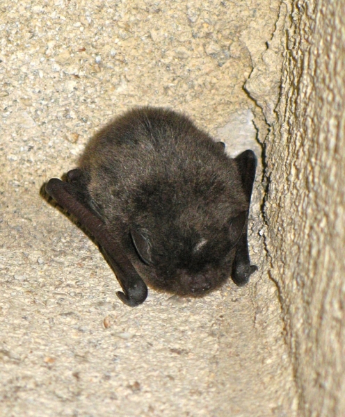 bat