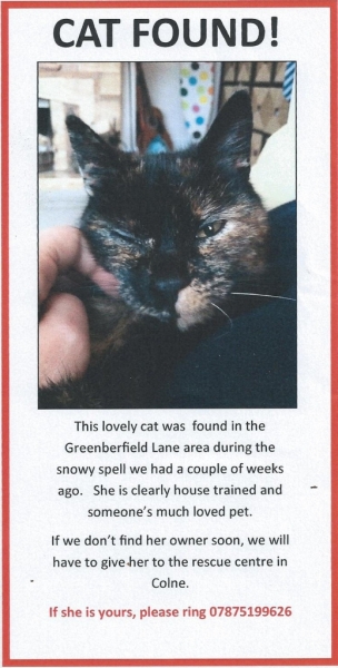 Cat Found